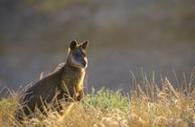 Golden Hour Penguins Express Tour with Pickups on Phillip Island