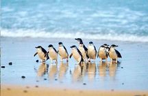Golden Hour Penguins Express Tour with Pickups on Phillip Island