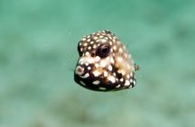 2 Hour Diving Experience in San Miguel de Cozumel