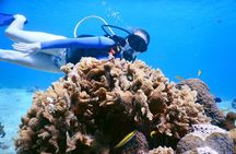 2 Hour Diving Experience in San Miguel de Cozumel