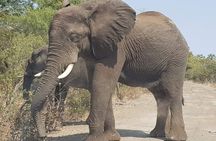 3 Hour Game Drive in Mosi-Oa-Tunya National Park 