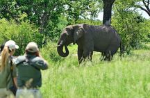 3 Hour Game Drive in Mosi-Oa-Tunya National Park 