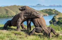 Lombok to Komodo sailing trip 4 days 3 nights