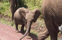  One Day Trip to Ngorongoro Crater (Private full board)