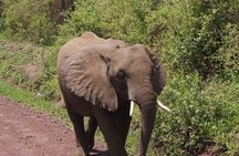  One Day Trip to Ngorongoro Crater (Private full board)