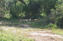  One Day Trip to Ngorongoro Crater (Private full board)