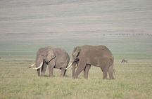 Luxury Private Safari Escape to Ngorongoro Crater –All Inclusive 