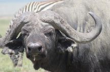 Luxury Private Safari Escape to Ngorongoro Crater –All Inclusive 