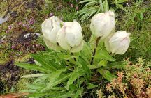 7 Day Tour to Valley of Flowers and Auli Hiking Adventure