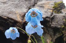 7 Day Tour to Valley of Flowers and Auli Hiking Adventure