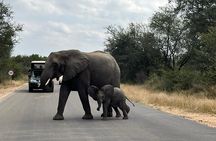 Private Kruger Park Safari and Panorama Route