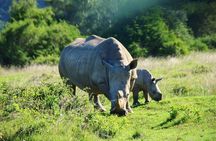  2 Days Pilanesberg National Park Luxury Safari 
