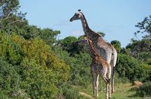  2 Days Pilanesberg National Park Luxury Safari 