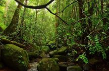 Exclusive Rainforest Tour Capped with a Refreshing Waterfall Dip