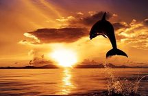 Dolphin Watching & Sunset Boat Tour With Dinner and Drinks 