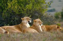 Garden Route Private 3 Day Tour from Cape Town Safari and Hiking