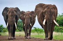 5Day Garden Route Botlierskop Game Reserve and Addo National Park
