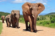 Half Day Tala Game Reserve and Natal Park from Durban