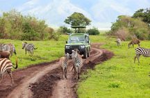 Half Day Safari - Tala Game Reserve and Natal Lion Park fr Durban