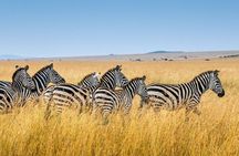 Half Day Safari Tala Game Reserve and Phezulu Park from Durban