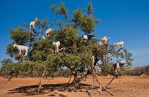 Excursion Full Day (Private) from Marrakech to Essaouira 