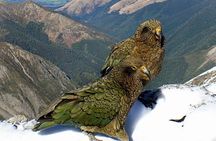 Arthur's Pass National Park Day Tour with TranzAlpine Train