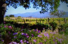  Wine Tours ( private ) 6 full hours .