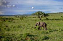 4 Days Safari Adventure Masai Mara and Nakuru Park Group