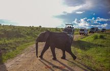 4 Days Safari Adventure Masai Mara and Nakuru Park Group