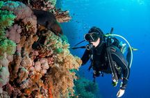 Scuba Diving in Fujairah with Private Transfers