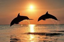 Dolphin Watching & Sunset Boat Tour With Dinner and Drinks 