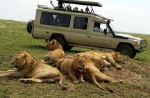 5-Days Group Tanzania Safari + Coffee Plantation Experience