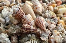 4 Hour Kice Island Shelling Trip