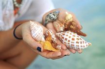 4 Hour Kice Island Shelling Trip