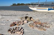 4 Hour Kice Island Shelling Trip