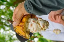 Churute Mangrove Ecological Reserve and Cocoa Farm