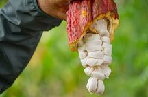 Cacao Farm Excursion Day Trip from Guayaquil