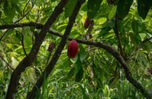 Cacao Farm Excursion Day Trip from Guayaquil