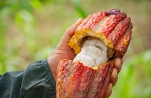 Cacao Farm Excursion Day Trip from Guayaquil