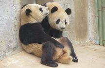 Half Day Tour to Xi'an Wild Panda Breeding and Protecting Center