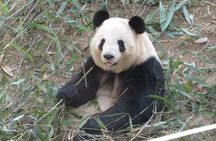 Half Day Tour to Xi'an Wild Panda Breeding and Protecting Center
