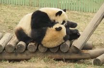 Half Day Tour to Xi'an Wild Panda Breeding and Protecting Center