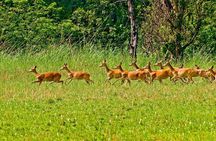 3 Nights 4 Days Chitwan National Park with Tower Night Stay
