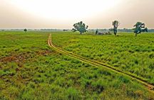 3 Nights 4 Days Chitwan National Park with Tower Night Stay