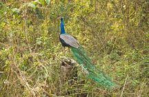 Jungle Tower Night Stay in Chitwan National Park 2 Nights 3 Days 
