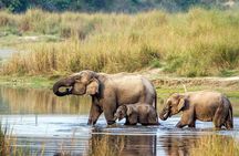 Half Day Sharing Jeep Safari in Chitwan National Park