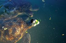 Dolphin and Turtle Tour with Sunset Cruise at Nungwi Beach