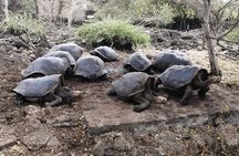 7 Days Galapagos Santa Cruz and Isabela Islands plus Quito Tour