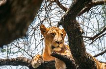 Wonders of Nature: 5-Day Tanzania Wildlife Safari Adventure