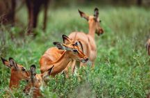 Wonders of Nature: 5-Day Tanzania Wildlife Safari Adventure